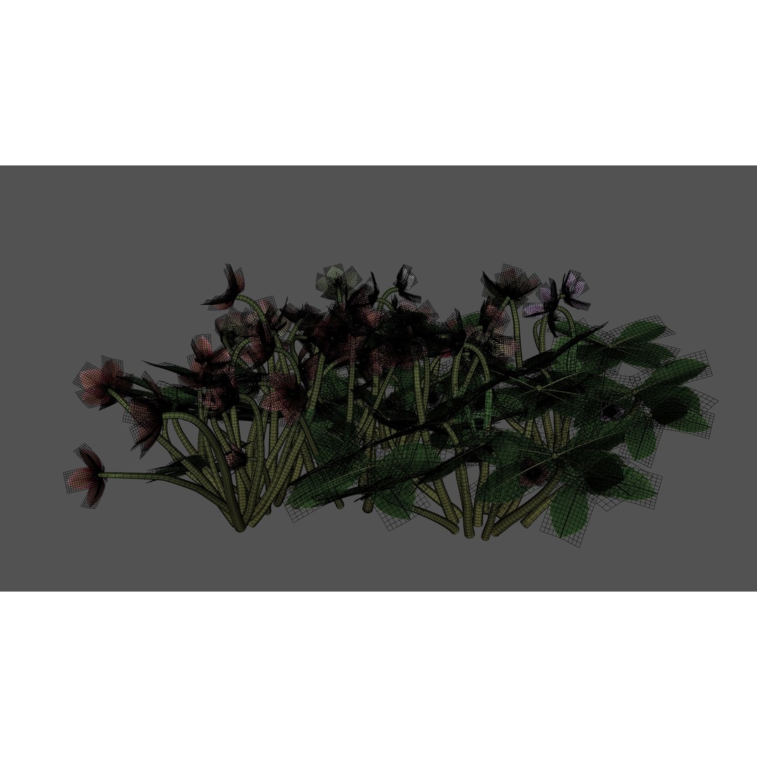 Helleborus orientalis 3D Model – Low Poly PBR Game Asset, FBX, OBJ - View 13