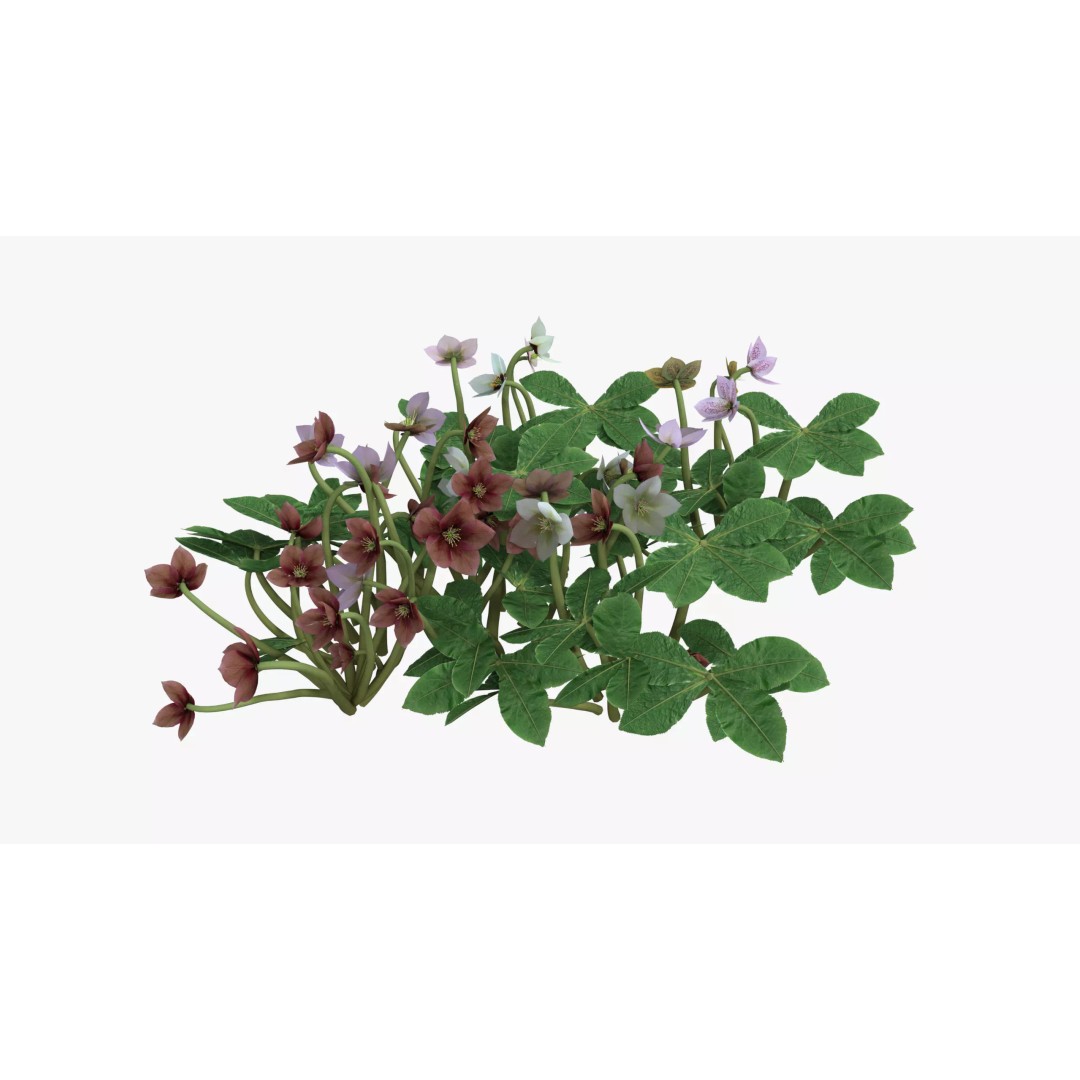 Helleborus orientalis 3D Model – Low Poly PBR Game Asset, FBX, OBJ - View 2