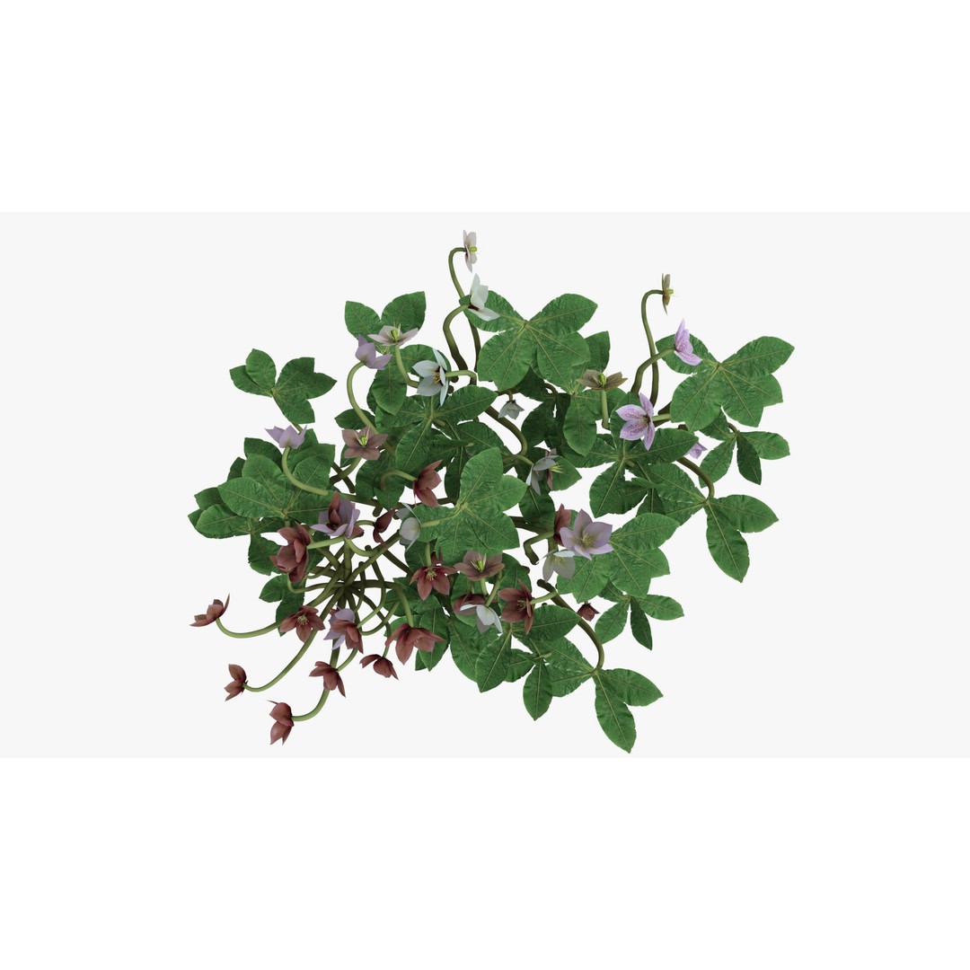 Helleborus orientalis 3D Model – Low Poly PBR Game Asset, FBX, OBJ - View 3