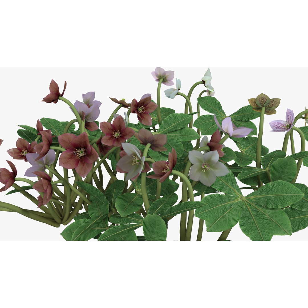 Helleborus orientalis 3D Model – Low Poly PBR Game Asset, FBX, OBJ - View 4