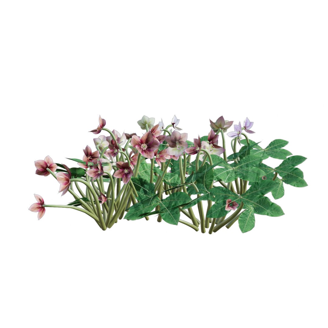 Helleborus orientalis 3D Model – Low Poly PBR Game Asset, FBX, OBJ - View 5