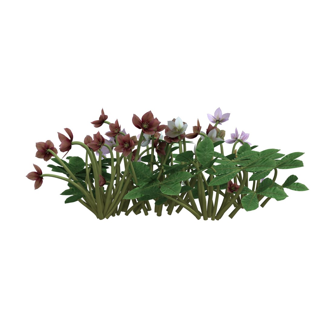 Helleborus orientalis 3D Model – Low Poly PBR Game Asset, FBX, OBJ - View 6