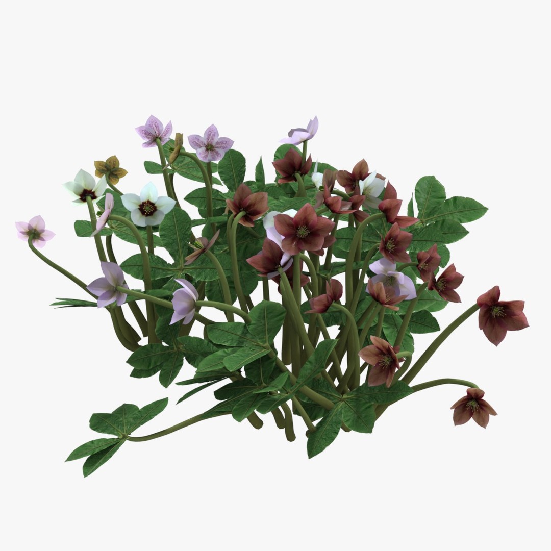 Helleborus orientalis 3D Model – Low Poly PBR Game Asset, FBX, OBJ - View 8