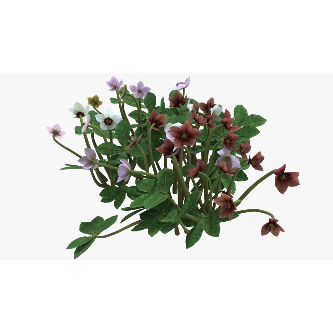 Helleborus orientalis 3D Model – Low Poly PBR Game Asset, FBX, OBJ - View 9