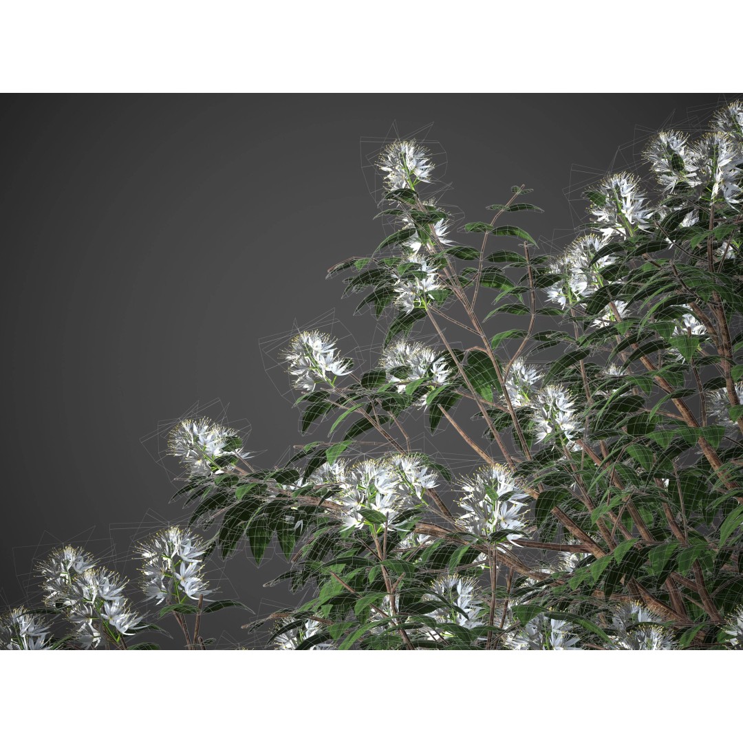 Backhousia Myrtifolia 3D Model – PBR High-Resolution Plant Collection, FBX, OBJ