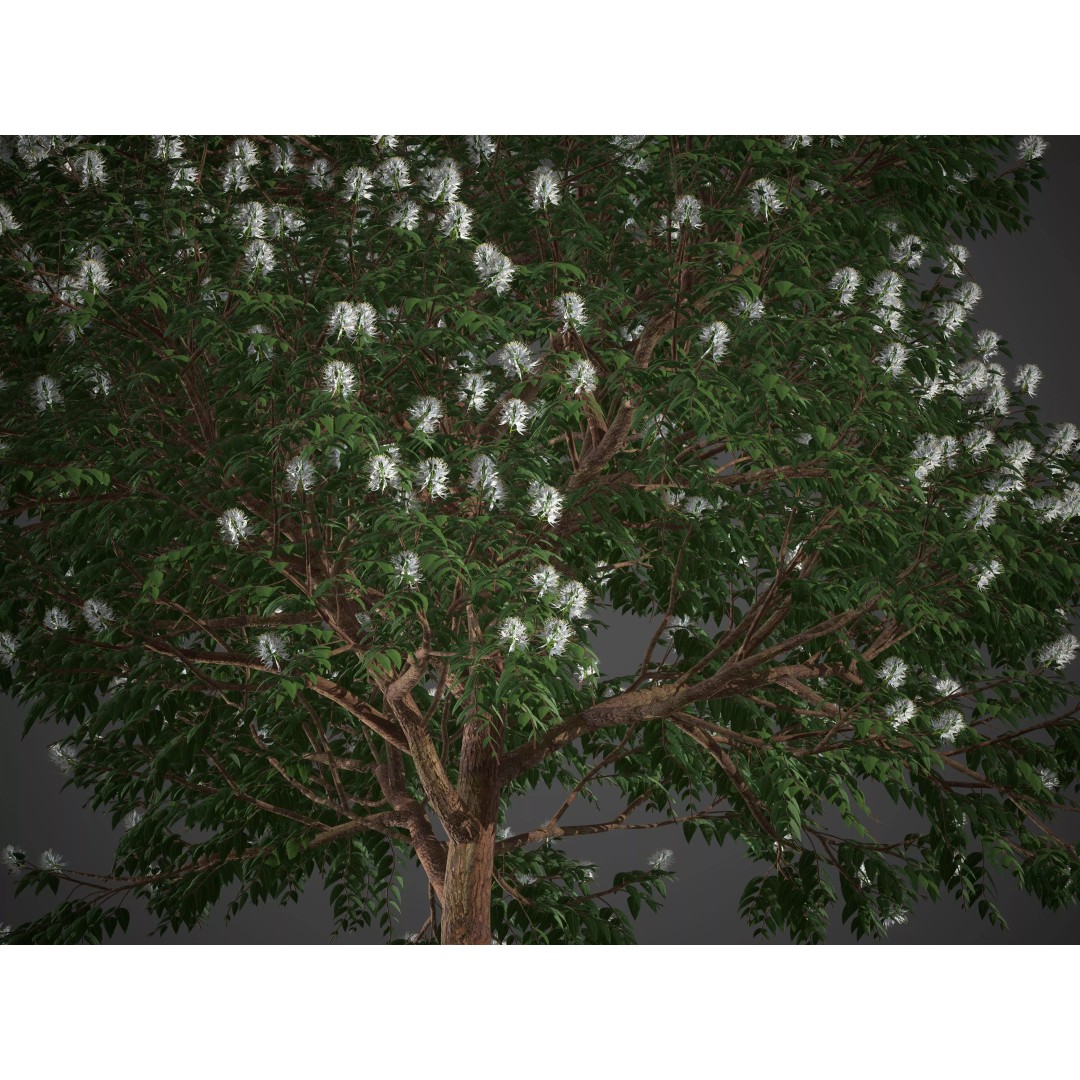 Backhousia Myrtifolia 3D Model – PBR High-Resolution Plant Collection, FBX, OBJ - View 10