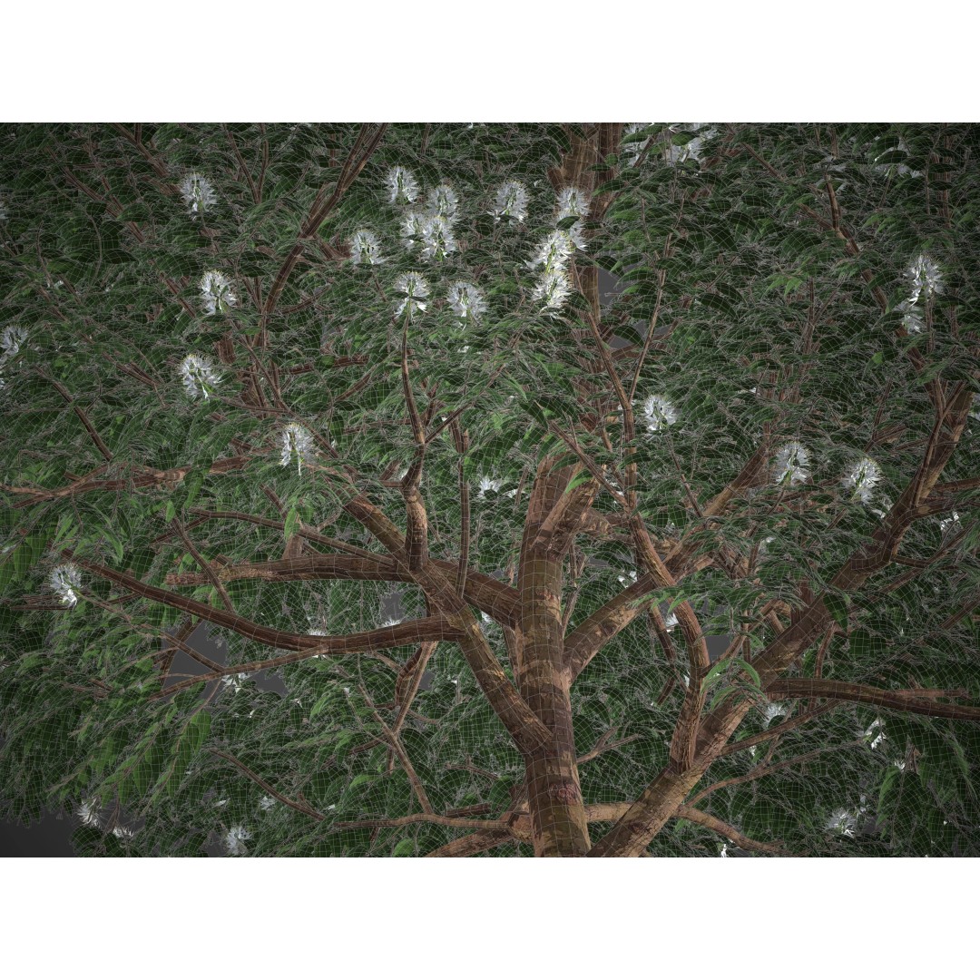 Backhousia Myrtifolia 3D Model – PBR High-Resolution Plant Collection, FBX, OBJ - View 11