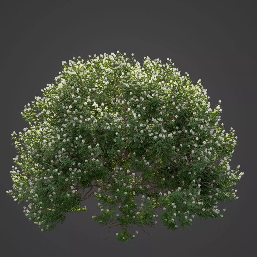 Backhousia Myrtifolia 3D Model – PBR High-Resolution Plant Collection, FBX, OBJ - View 2