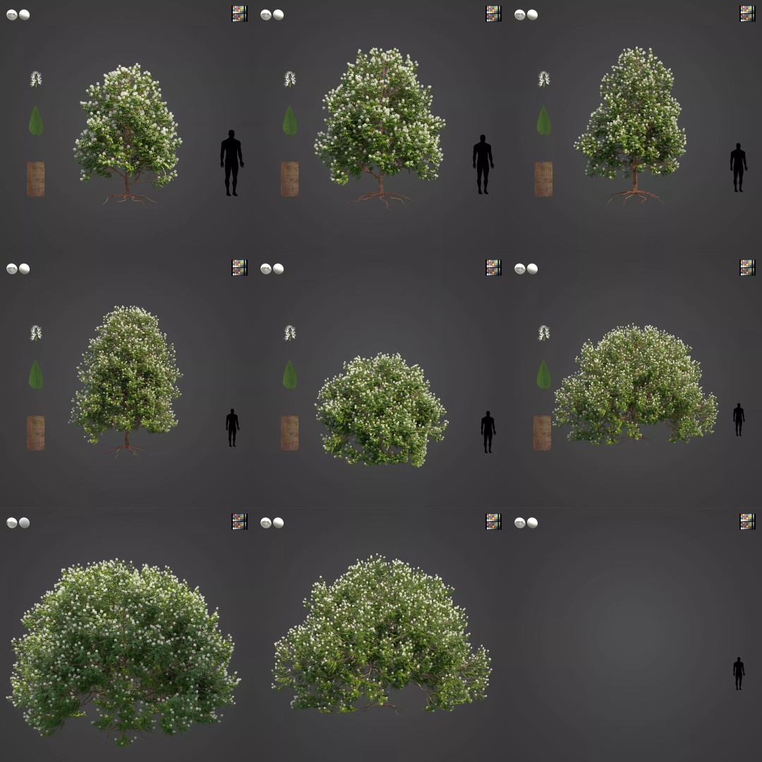 Backhousia Myrtifolia 3D Model – PBR High-Resolution Plant Collection, FBX, OBJ - View 4
