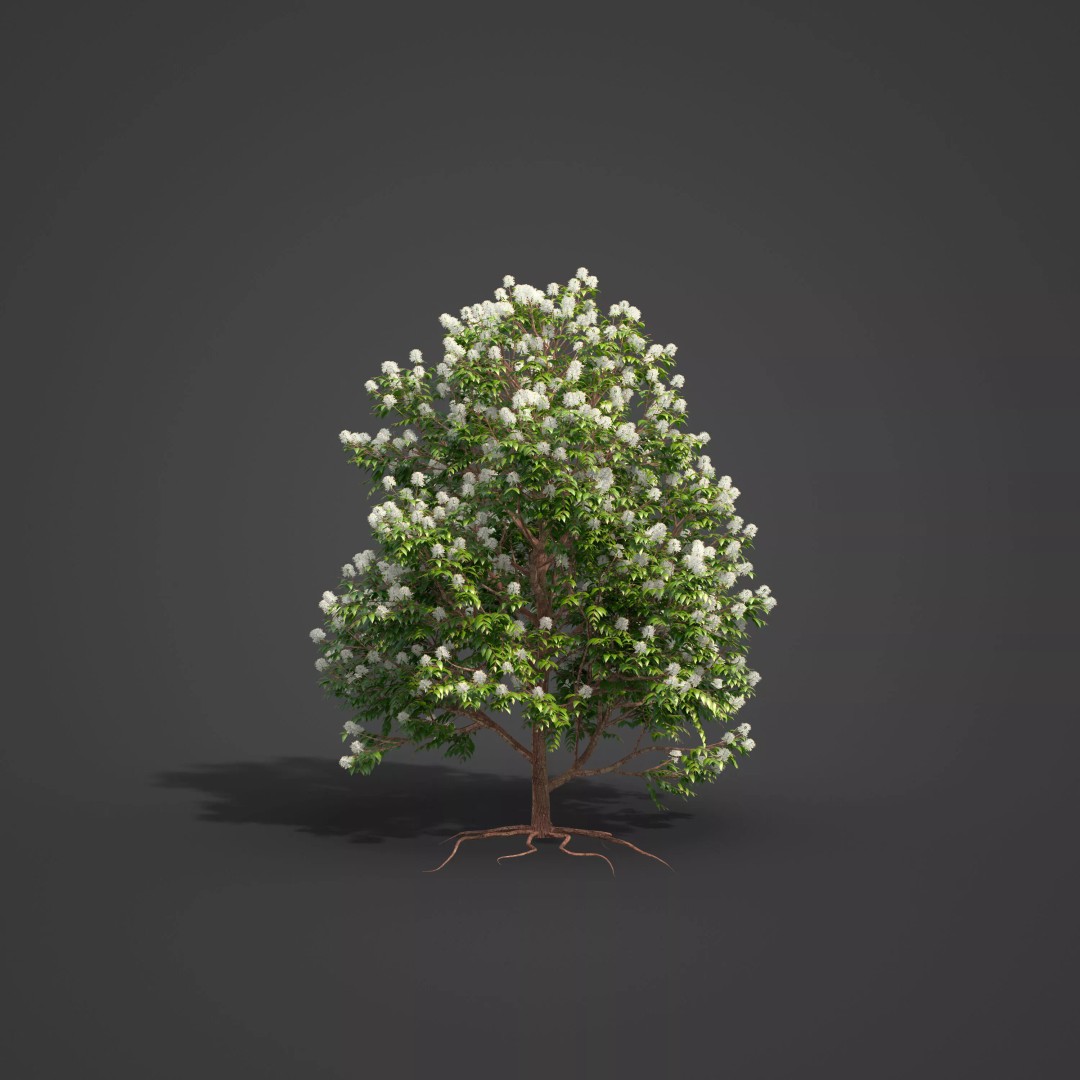 Backhousia Myrtifolia 3D Model – PBR High-Resolution Plant Collection, FBX, OBJ - View 5