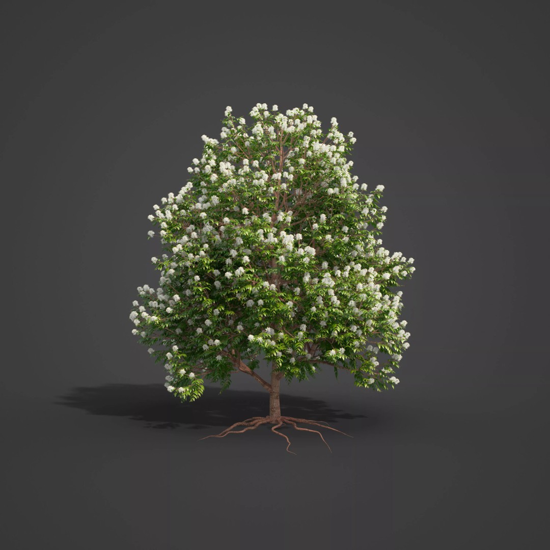 Backhousia Myrtifolia 3D Model – PBR High-Resolution Plant Collection, FBX, OBJ - View 6