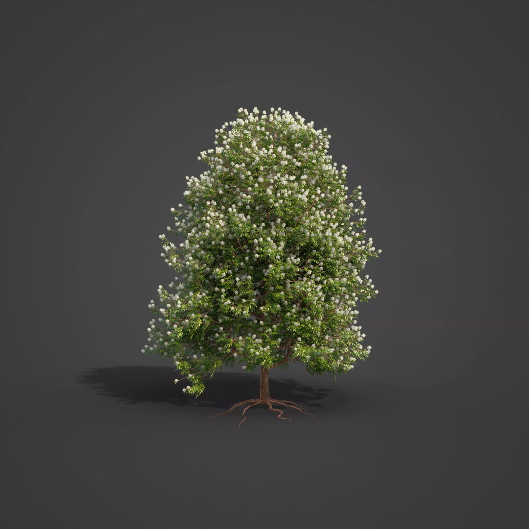Backhousia Myrtifolia 3D Model – PBR High-Resolution Plant Collection, FBX, OBJ - View 7