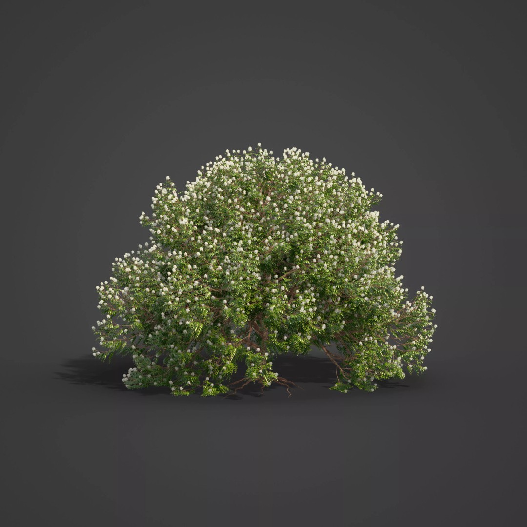 Backhousia Myrtifolia 3D Model – PBR High-Resolution Plant Collection, FBX, OBJ - View 8
