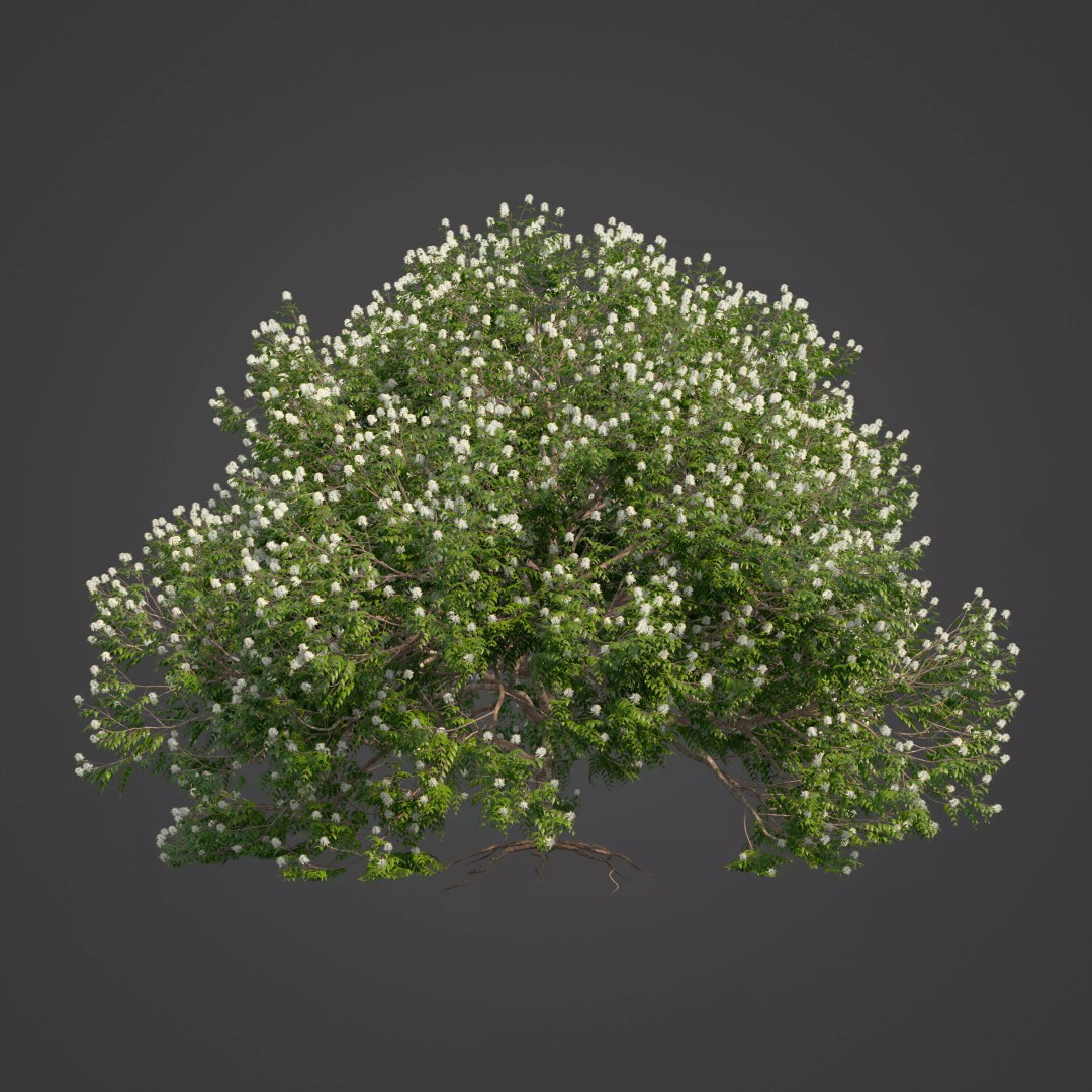 Backhousia Myrtifolia 3D Model – PBR High-Resolution Plant Collection, FBX, OBJ - View 9