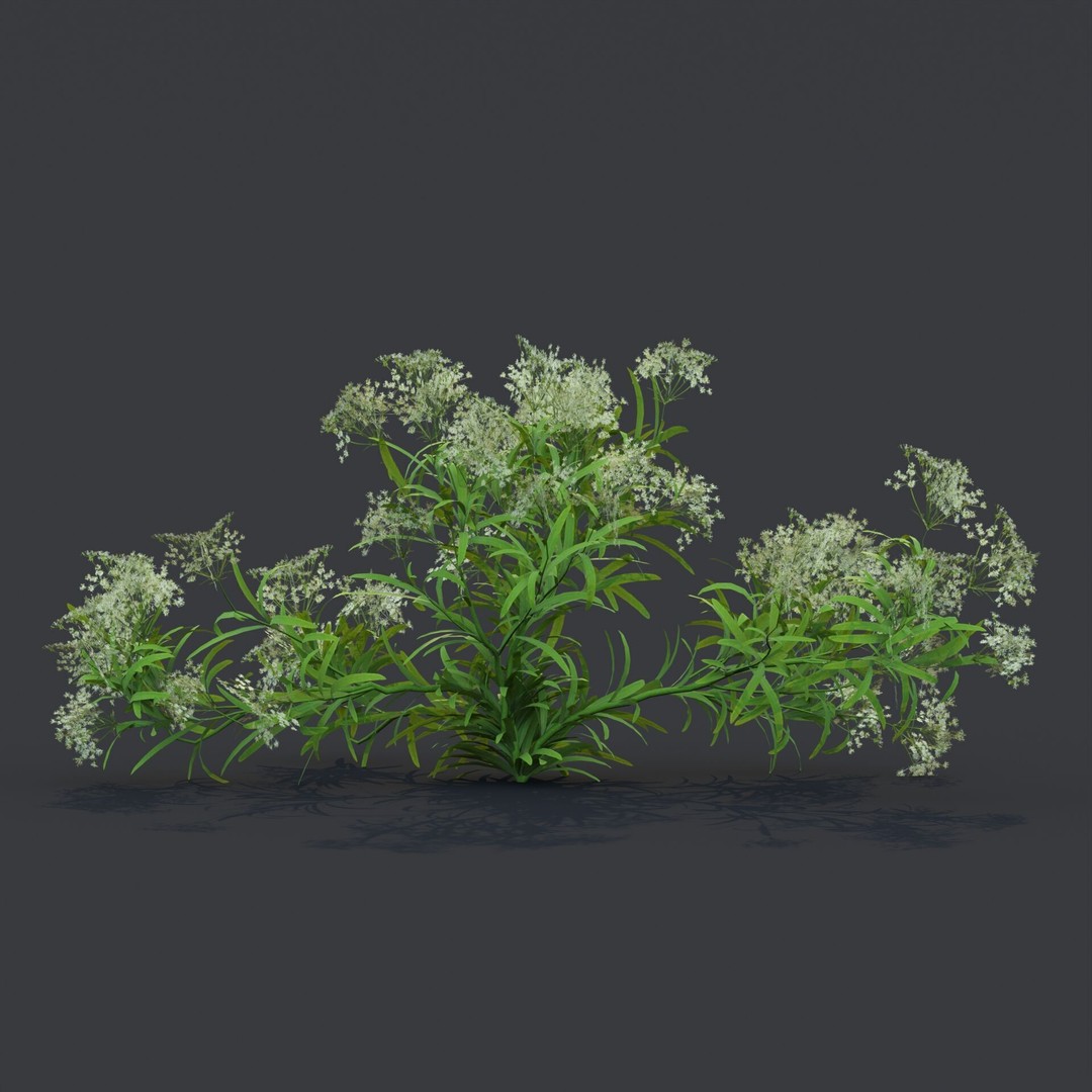 Common Poppy 3D Model – Realistic Wild Plants Collection, PBR Textures - View 10