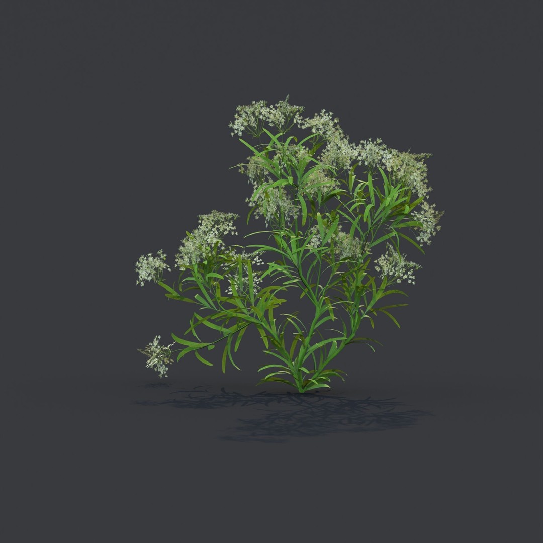 Common Poppy 3D Model – Realistic Wild Plants Collection, PBR Textures - View 11