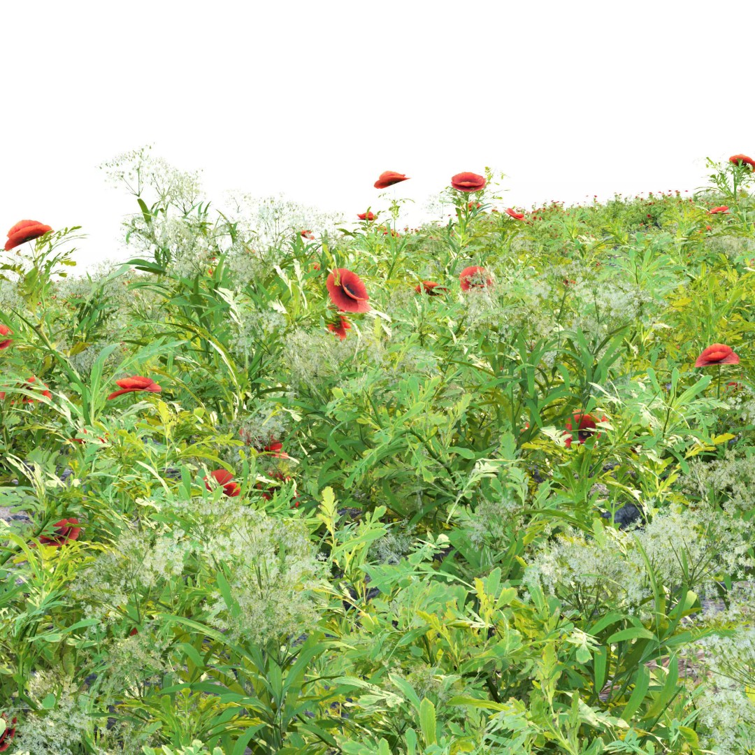 Common Poppy 3D Model – Realistic Wild Plants Collection, PBR Textures - View 2