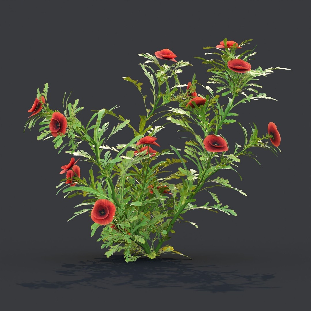 Common Poppy 3D Model – Realistic Wild Plants Collection, PBR Textures - View 6