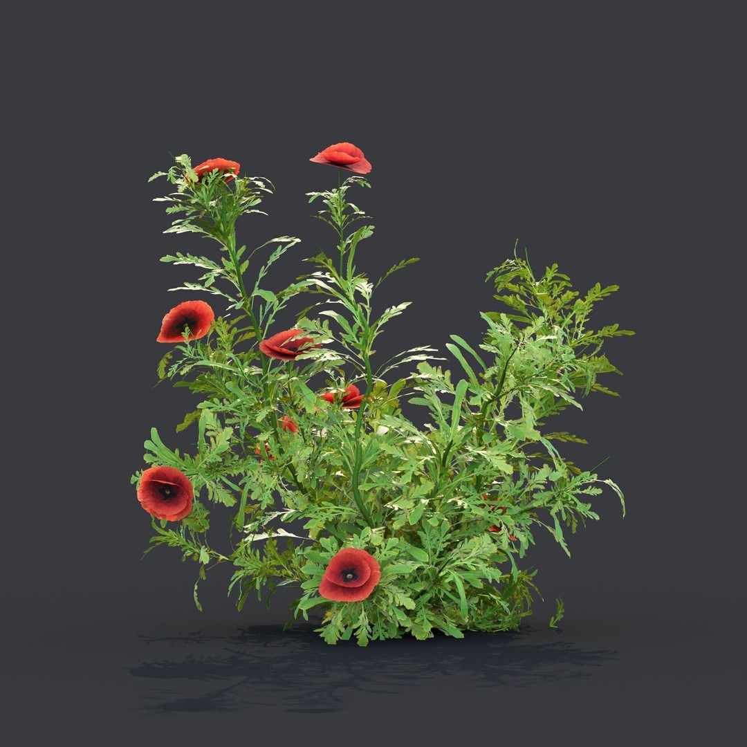 Common Poppy 3D Model – Realistic Wild Plants Collection, PBR Textures - View 7