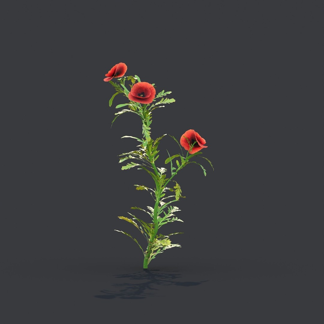 Common Poppy 3D Model – Realistic Wild Plants Collection, PBR Textures - View 8