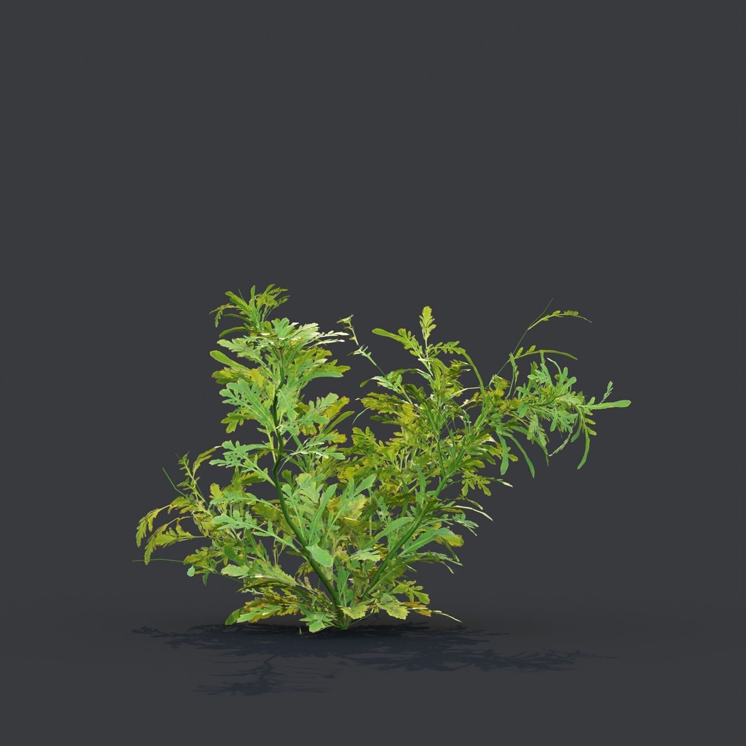 Common Poppy 3D Model – Realistic Wild Plants Collection, PBR Textures - View 9