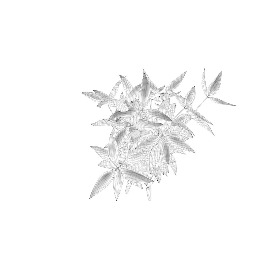 Dracaena 3D Model – Decorative Pot Plant, Cinema 4D & More