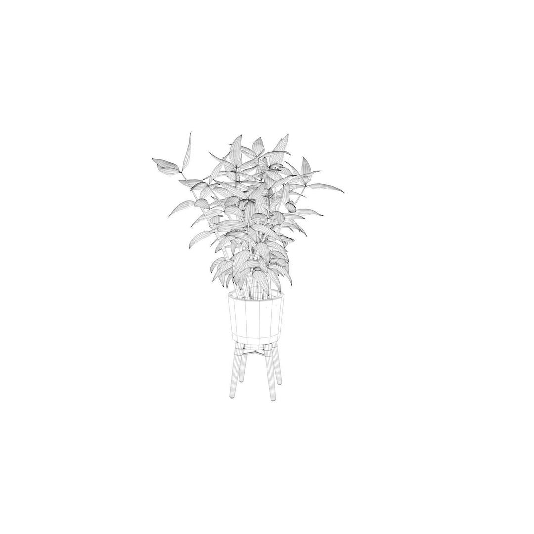 Dracaena 3D Model – Decorative Pot Plant, Cinema 4D & More - View 10