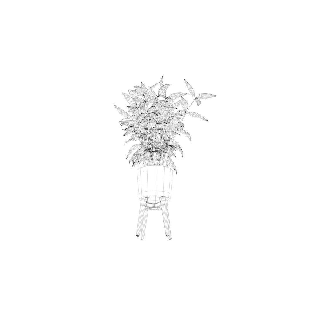 Dracaena 3D Model – Decorative Pot Plant, Cinema 4D & More - View 14