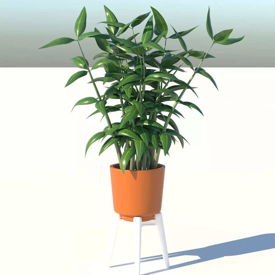 Dracaena 3D Model – Decorative Pot Plant, Cinema 4D & More - View 2