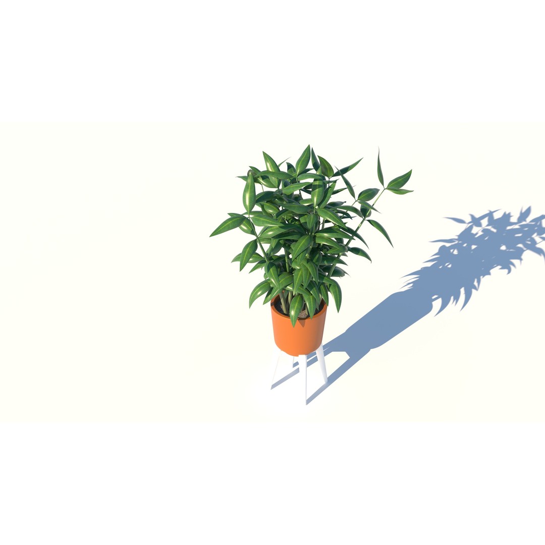 Dracaena 3D Model – Decorative Pot Plant, Cinema 4D & More - View 3