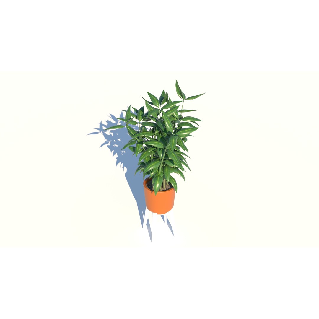 Dracaena 3D Model – Decorative Pot Plant, Cinema 4D & More - View 4