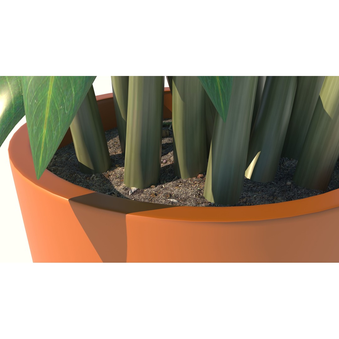 Dracaena 3D Model – Decorative Pot Plant, Cinema 4D & More - View 7