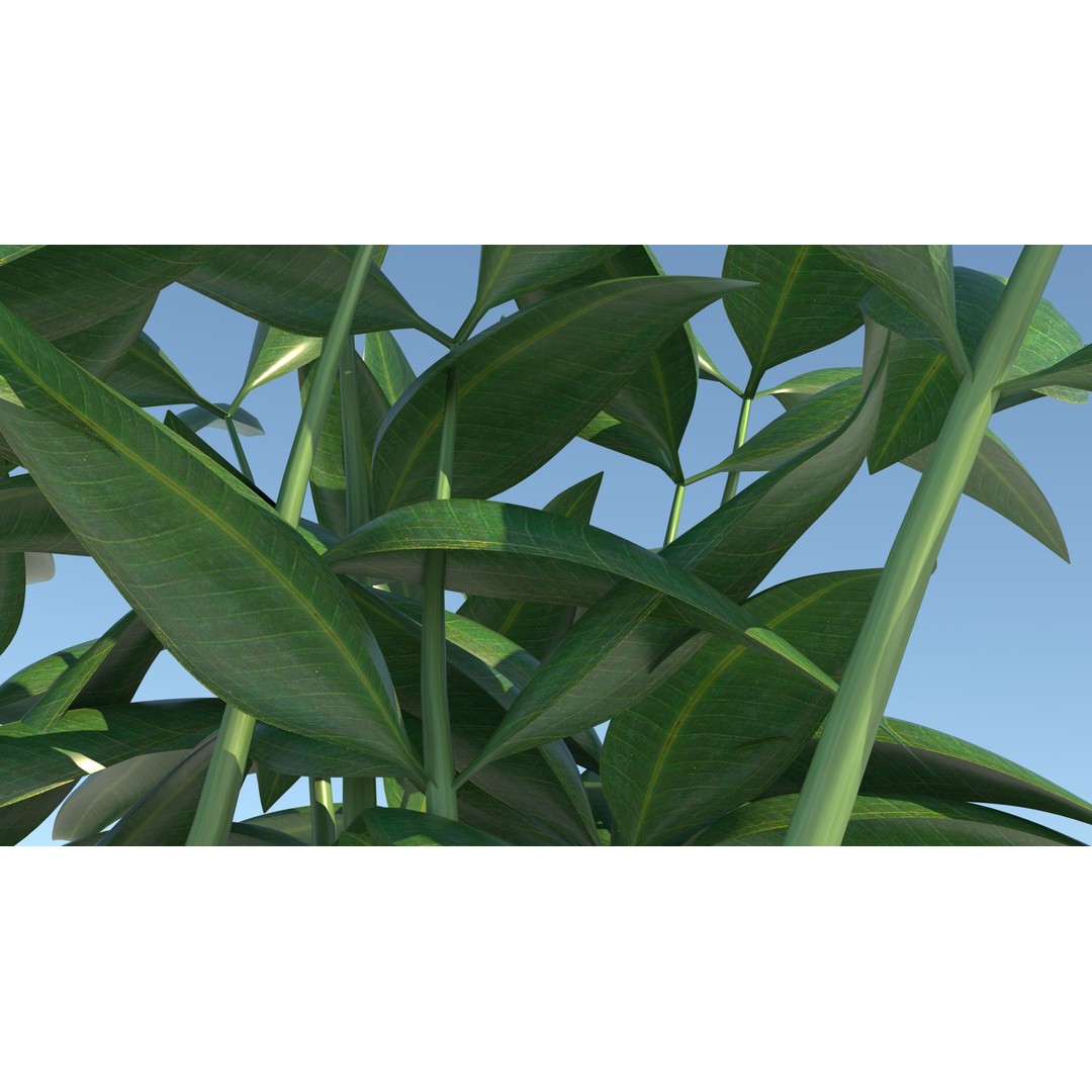 Dracaena 3D Model – Decorative Pot Plant, Cinema 4D & More - View 8