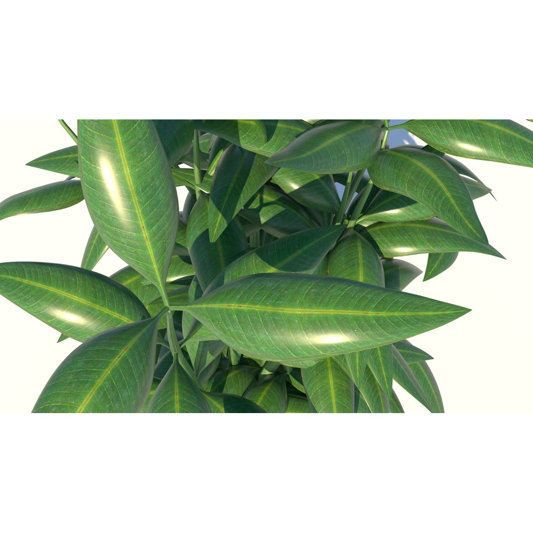 Dracaena 3D Model – Decorative Pot Plant, Cinema 4D & More - View 9