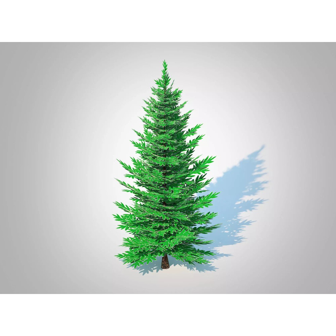 Abies Concolor 3D Model – Low Poly Small Silver Fir, FBX - View 2