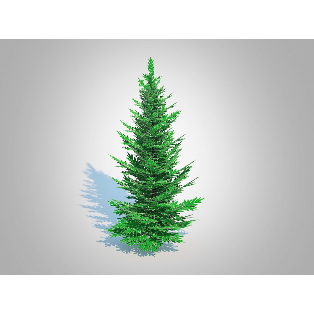 Abies Concolor 3D Model – Low Poly Small Silver Fir, FBX - View 3