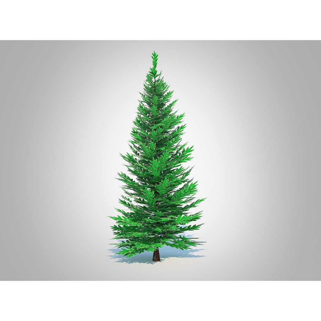 Abies Concolor 3D Model – Low Poly Small Silver Fir, FBX - View 4
