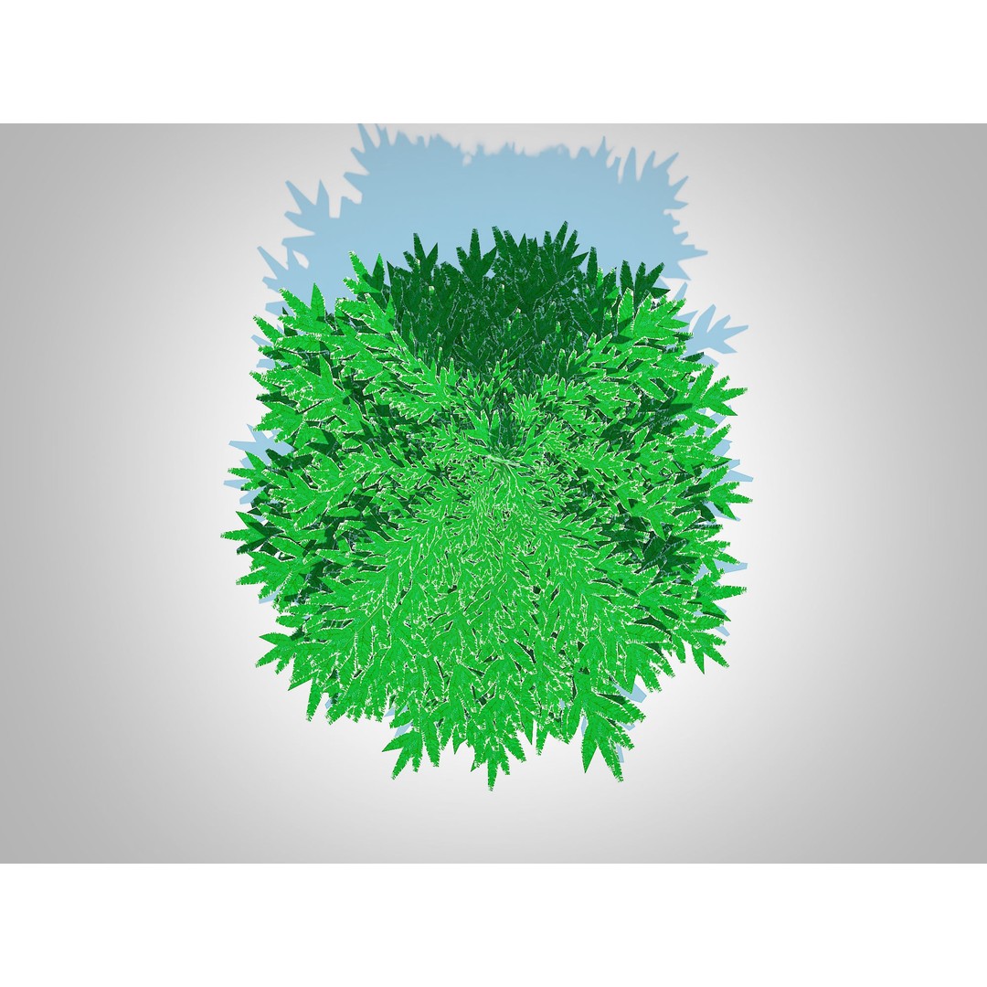 Abies Concolor 3D Model – Low Poly Small Silver Fir, FBX - View 6