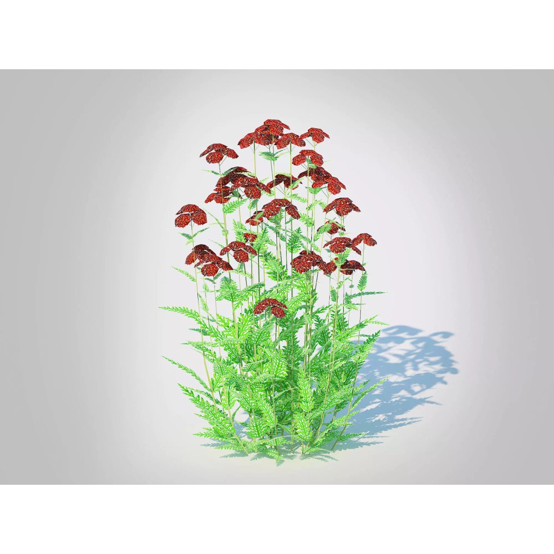 Achillea 3D Model – Low Poly Dark Red Yarrow Plant for VR & AR - View 2