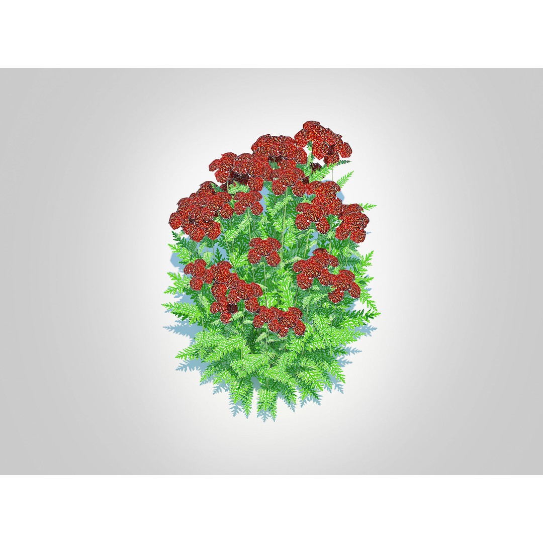 Achillea 3D Model – Low Poly Dark Red Yarrow Plant for VR & AR - View 3