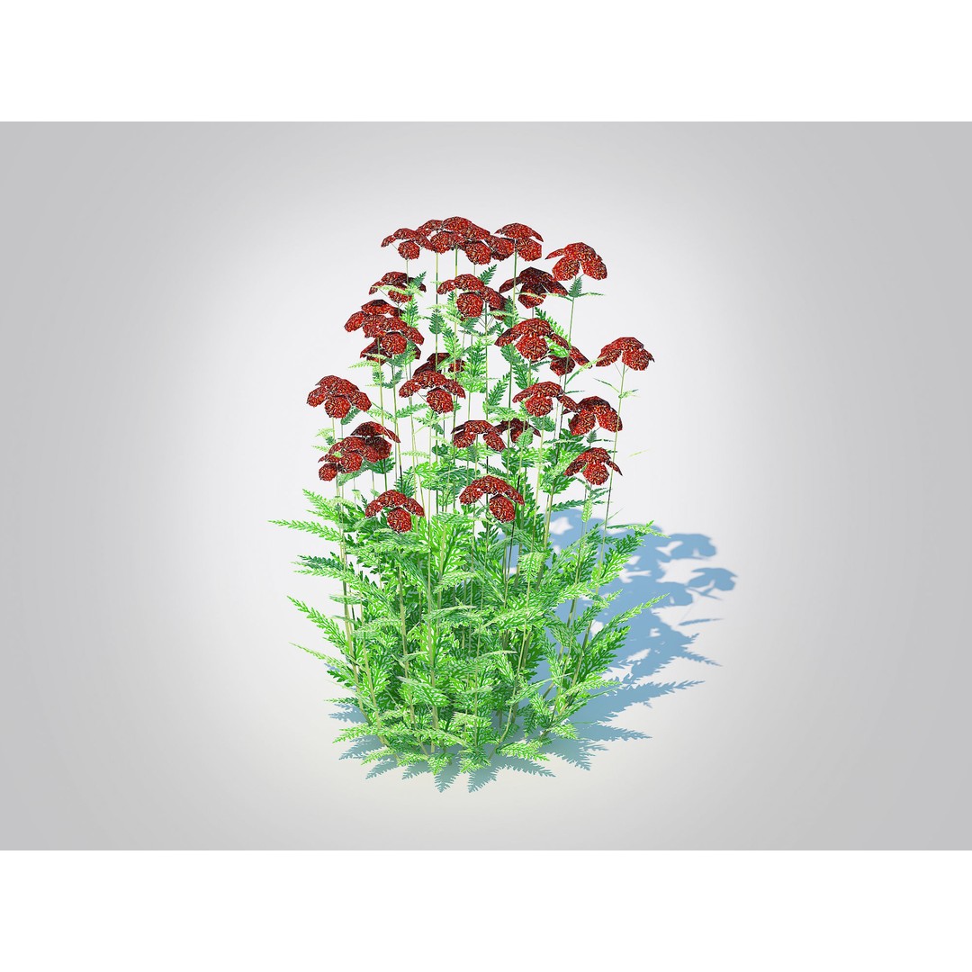 Achillea 3D Model – Low Poly Dark Red Yarrow Plant for VR & AR - View 4