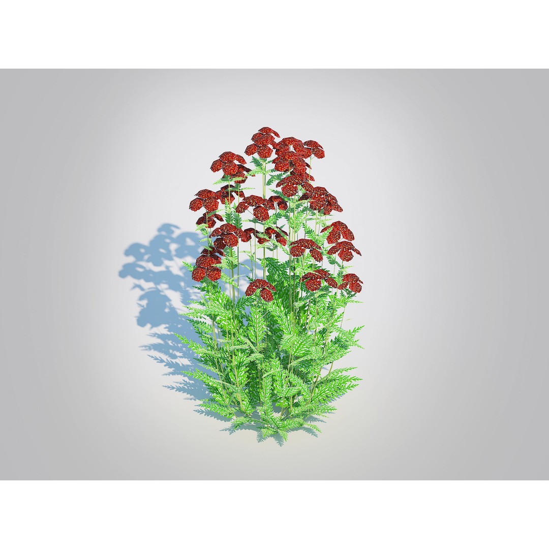 Achillea 3D Model – Low Poly Dark Red Yarrow Plant for VR & AR - View 5