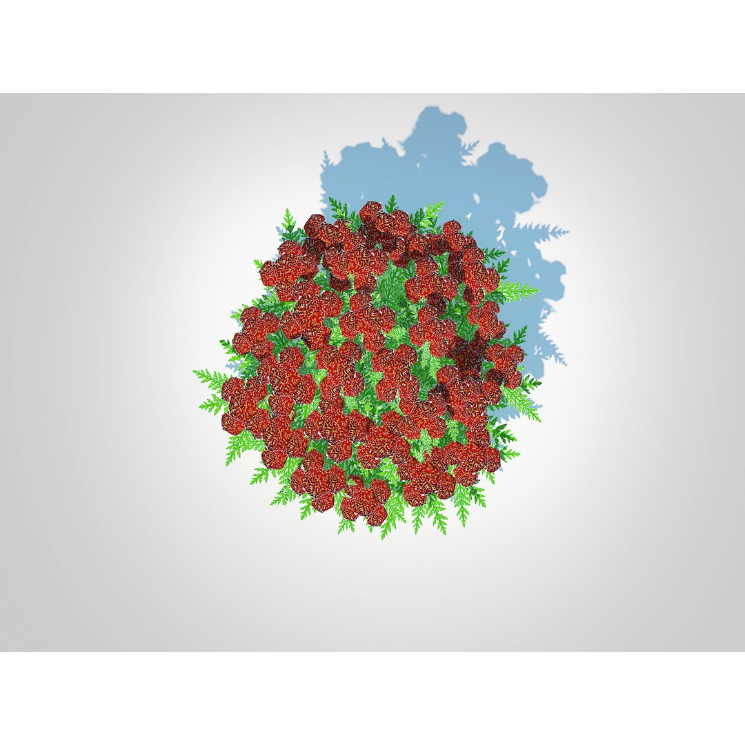 Achillea 3D Model – Low Poly Dark Red Yarrow Plant for VR & AR - View 6
