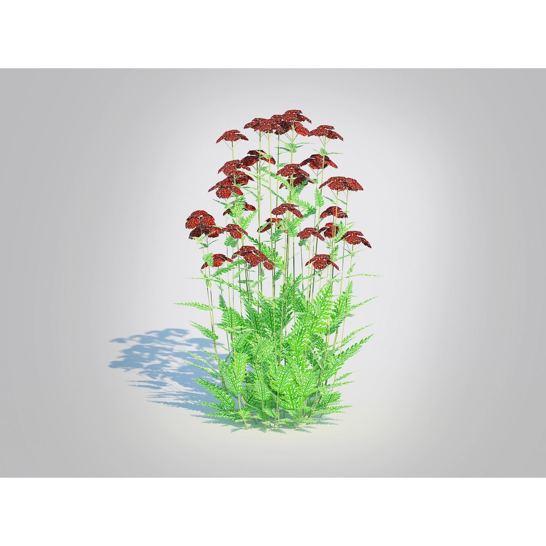 Achillea 3D Model – Low Poly Dark Red Yarrow Plant for VR & AR - View 7