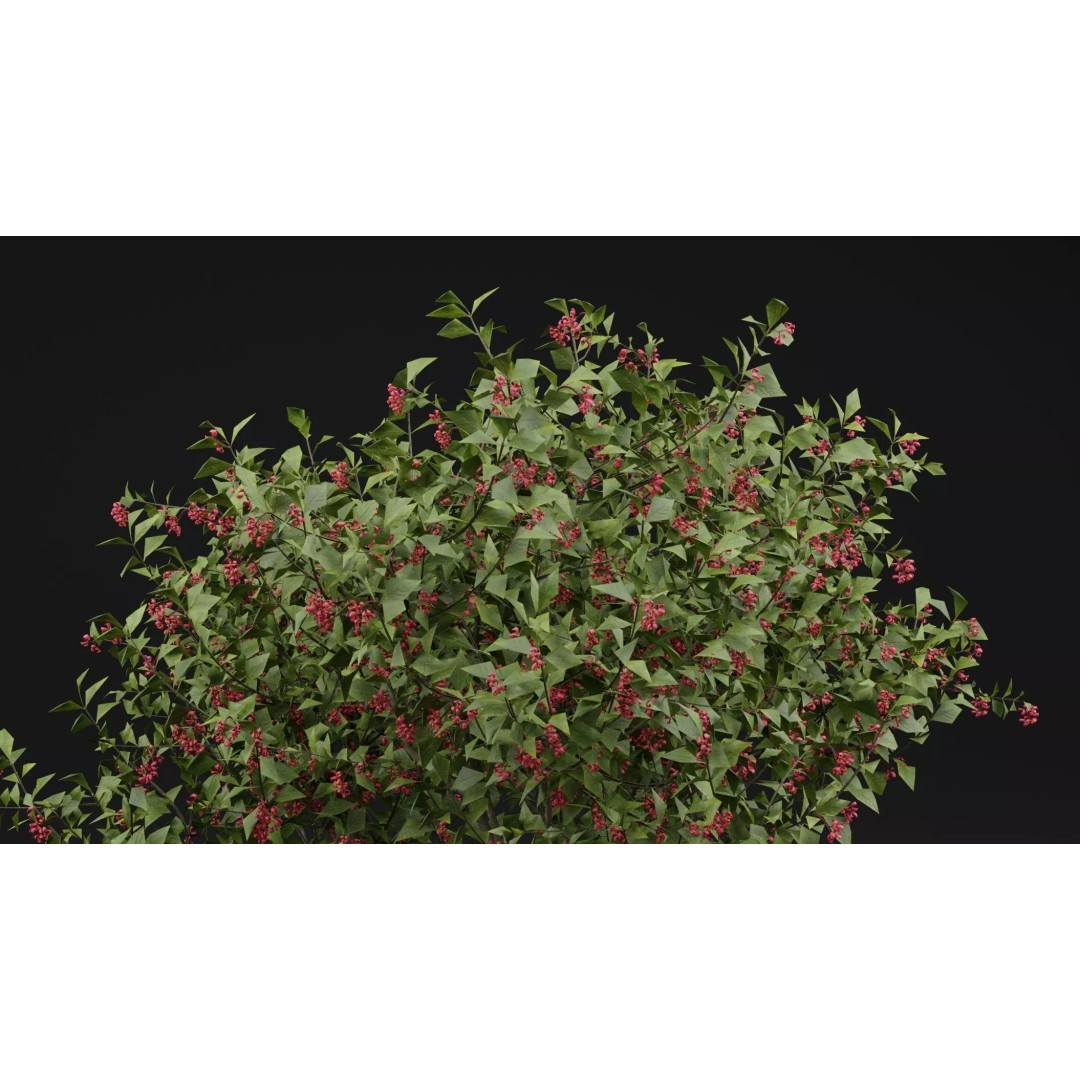 European Spindle Bush 3D Model – High Poly PBR Plant Asset, FBX, OBJ - View 3