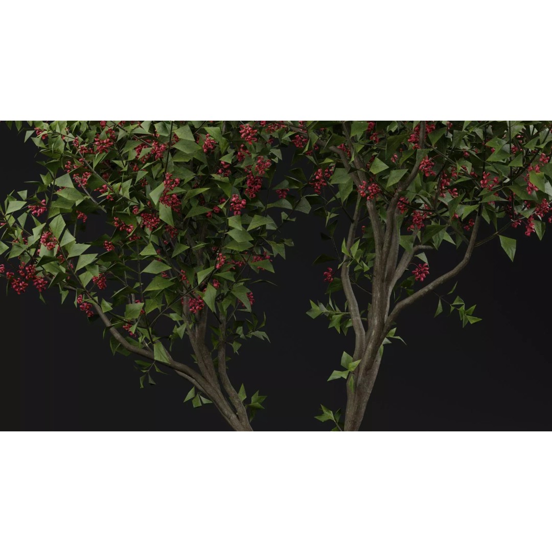 European Spindle Bush 3D Model – High Poly PBR Plant Asset, FBX, OBJ - View 4
