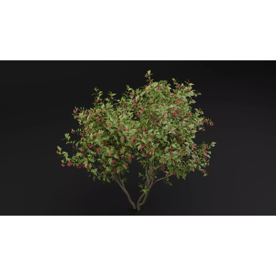 European Spindle Bush 3D Model – High Poly PBR Plant Asset, FBX, OBJ - View 5