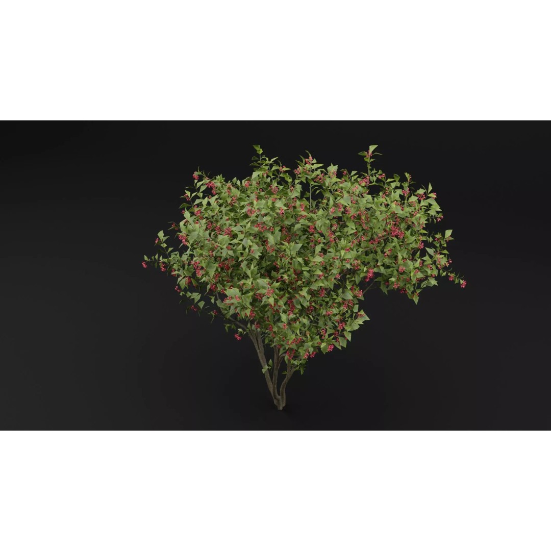 European Spindle Bush 3D Model – High Poly PBR Plant Asset, FBX, OBJ - View 6