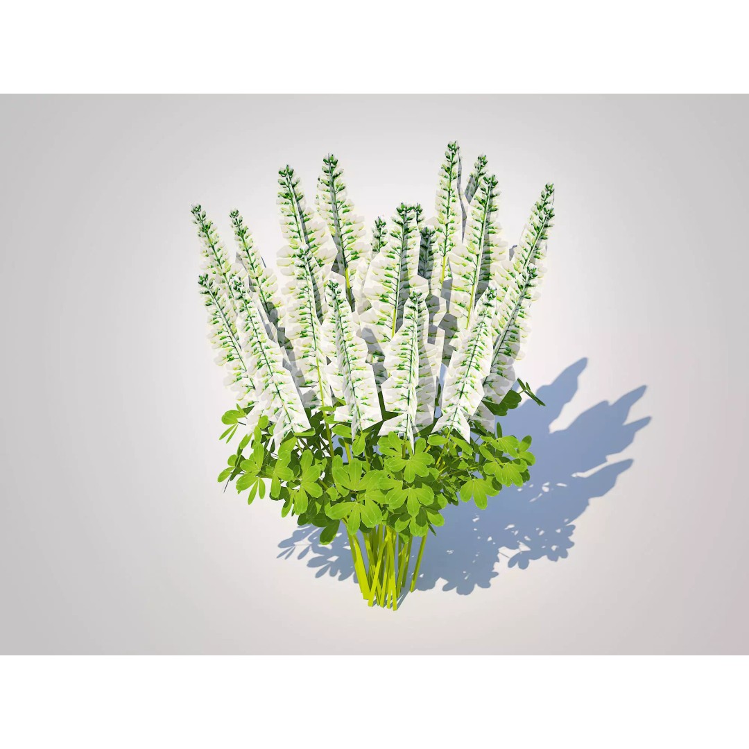 Baptisia australis 3D Model – Ornamental Plant, PBR Textures, FBX - View 2
