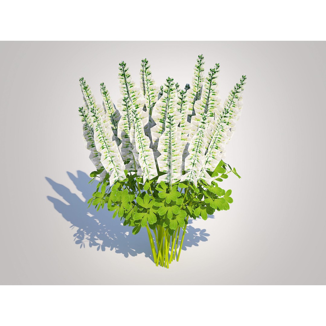 Baptisia australis 3D Model – Ornamental Plant, PBR Textures, FBX - View 3